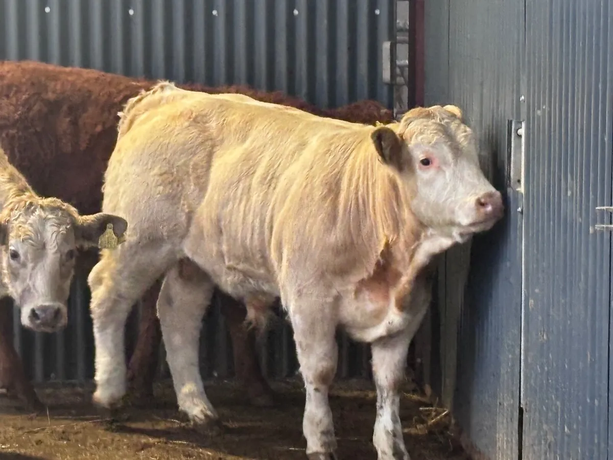 6 super continental bull Weanlings for sale - Image 3