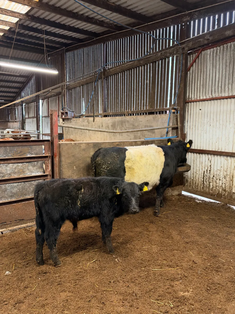 Beef shorthorn outfit - Image 4