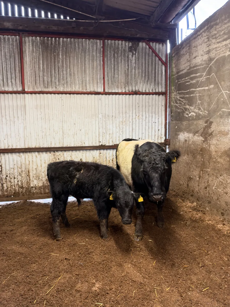 Beef shorthorn outfit - Image 3