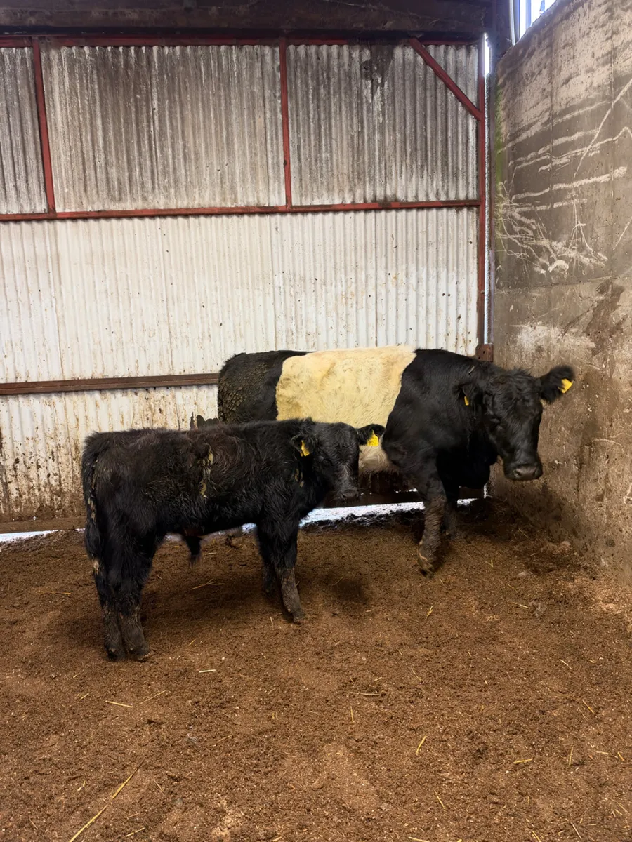 Beef shorthorn outfit - Image 2