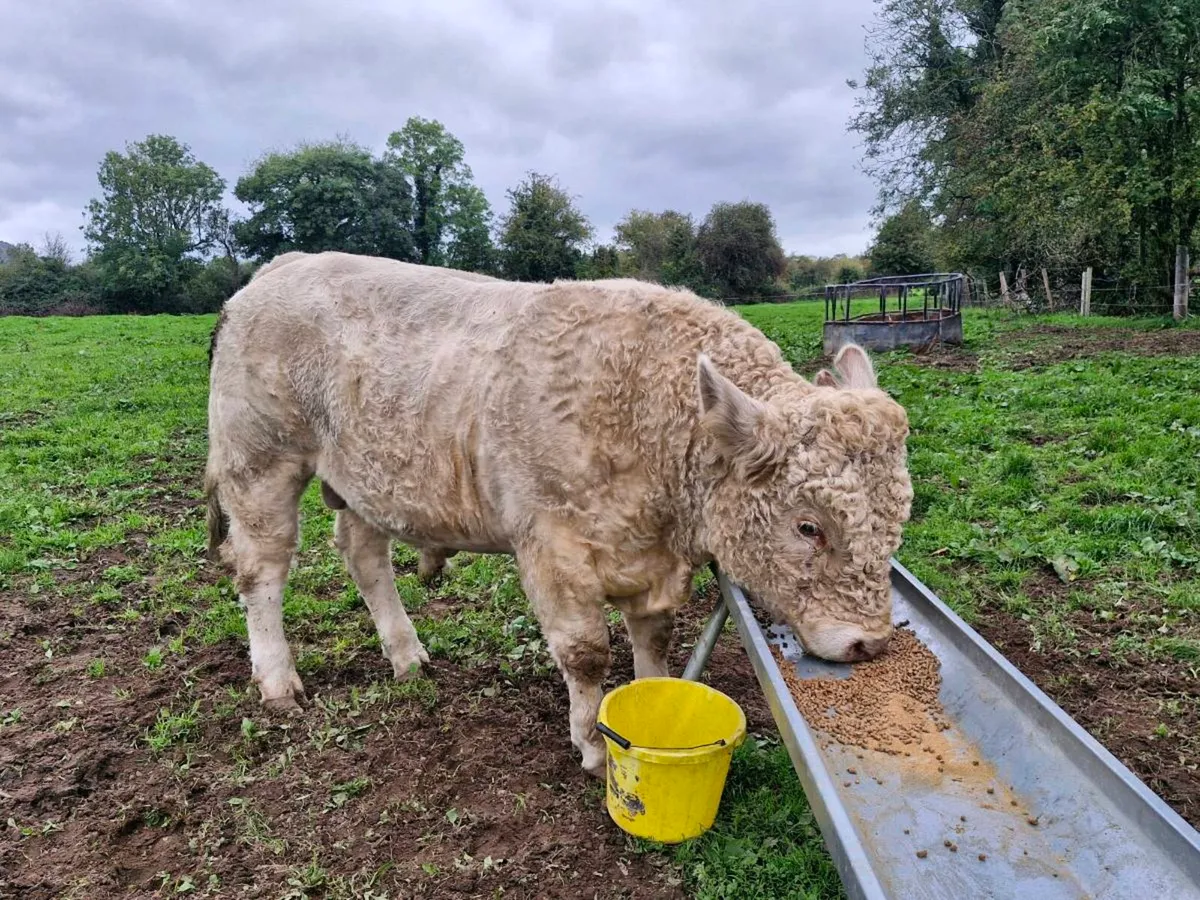 Charolais Bull - Image 1