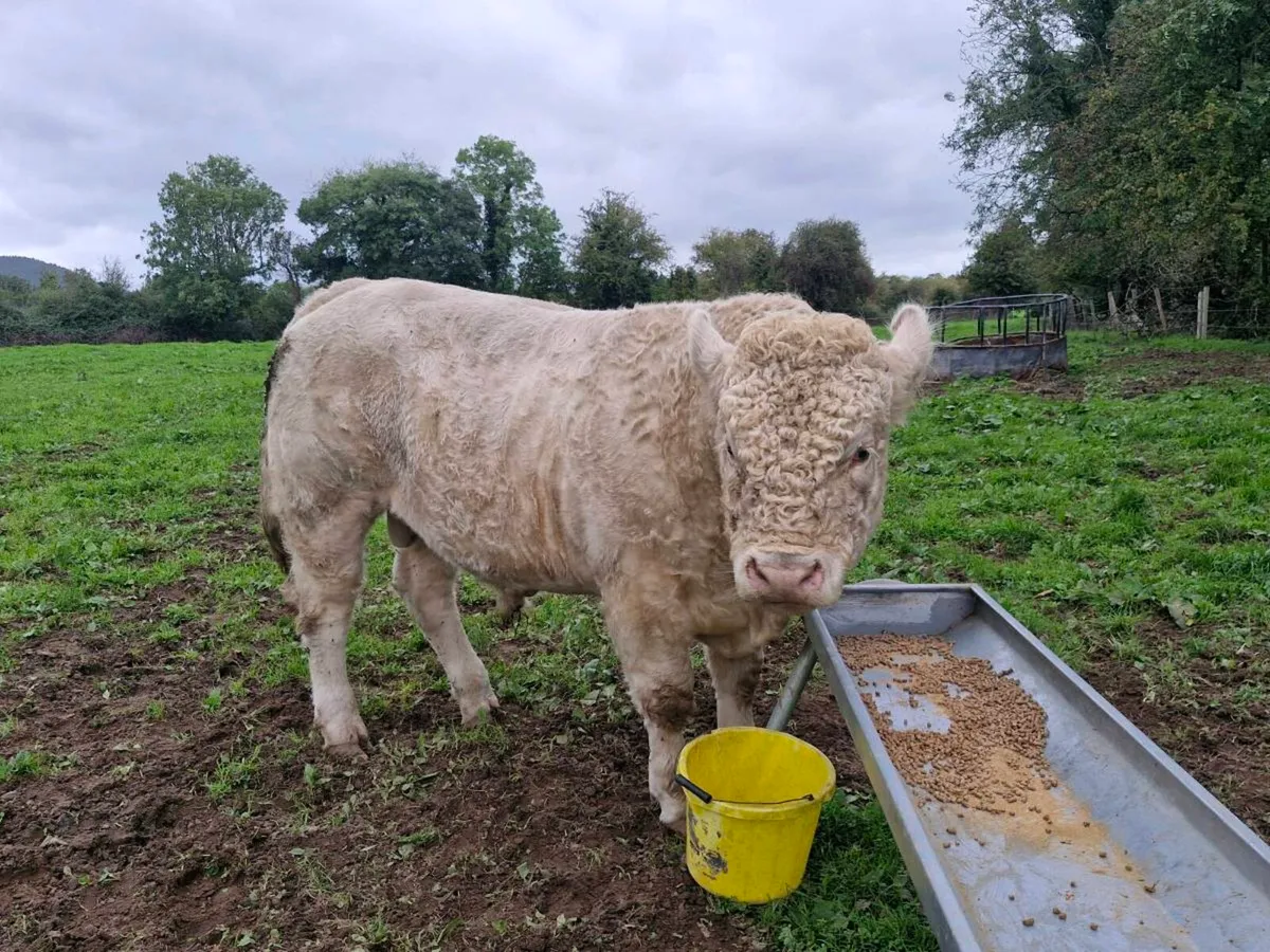 Charolais Bull - Image 2