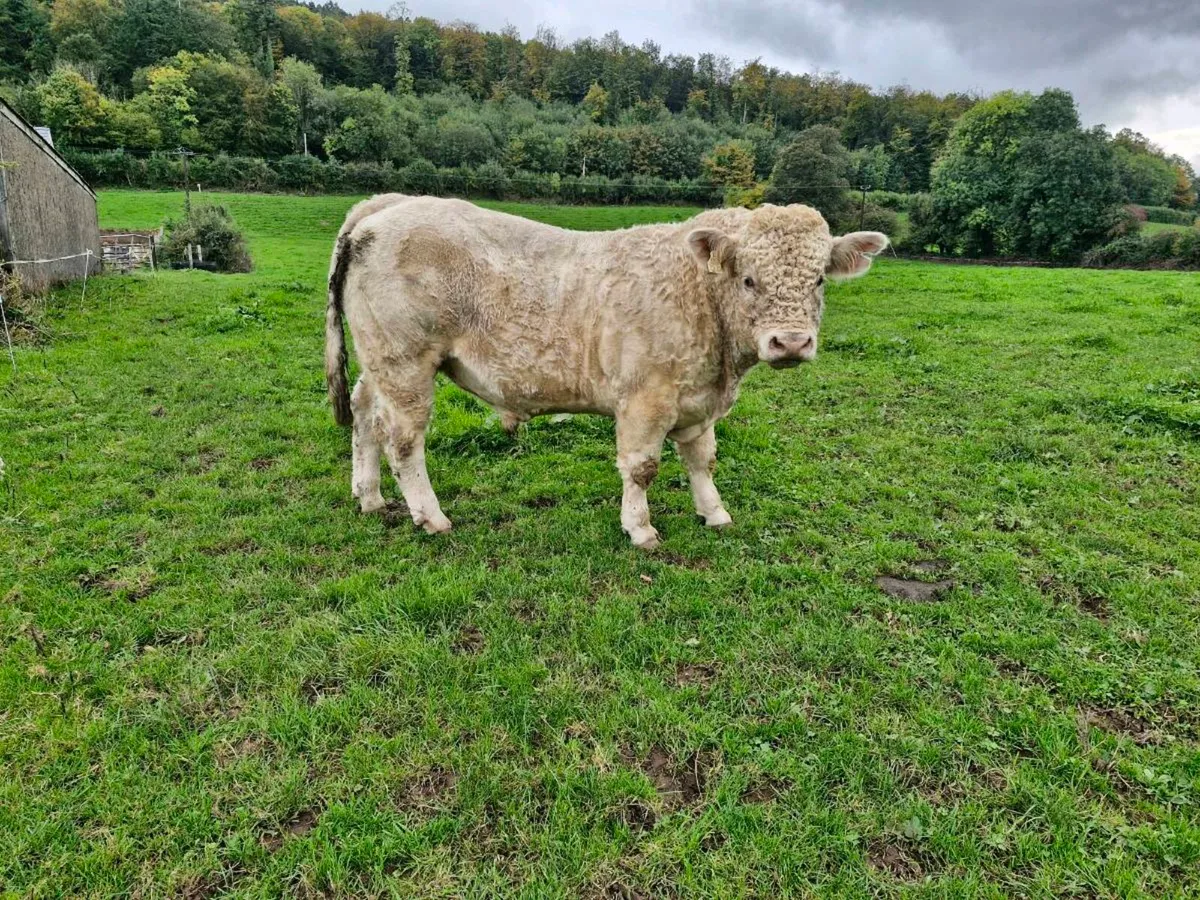 Charolais Bull - Image 3