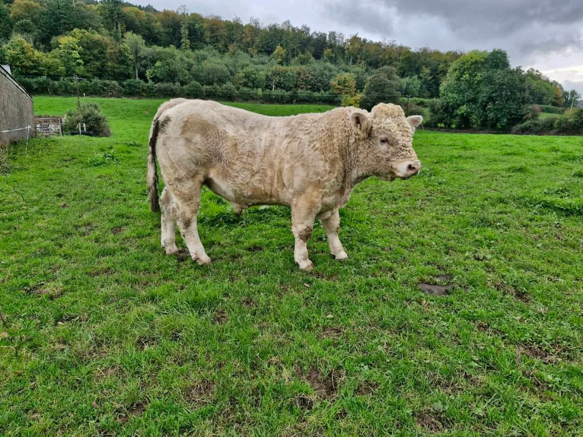 Charolais Bull - Image 4