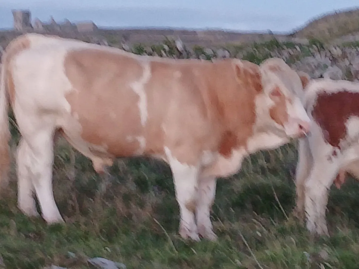 Pb reg.si 5*bull & 2pb cows& 2heifer calf 4 &5* - Image 2