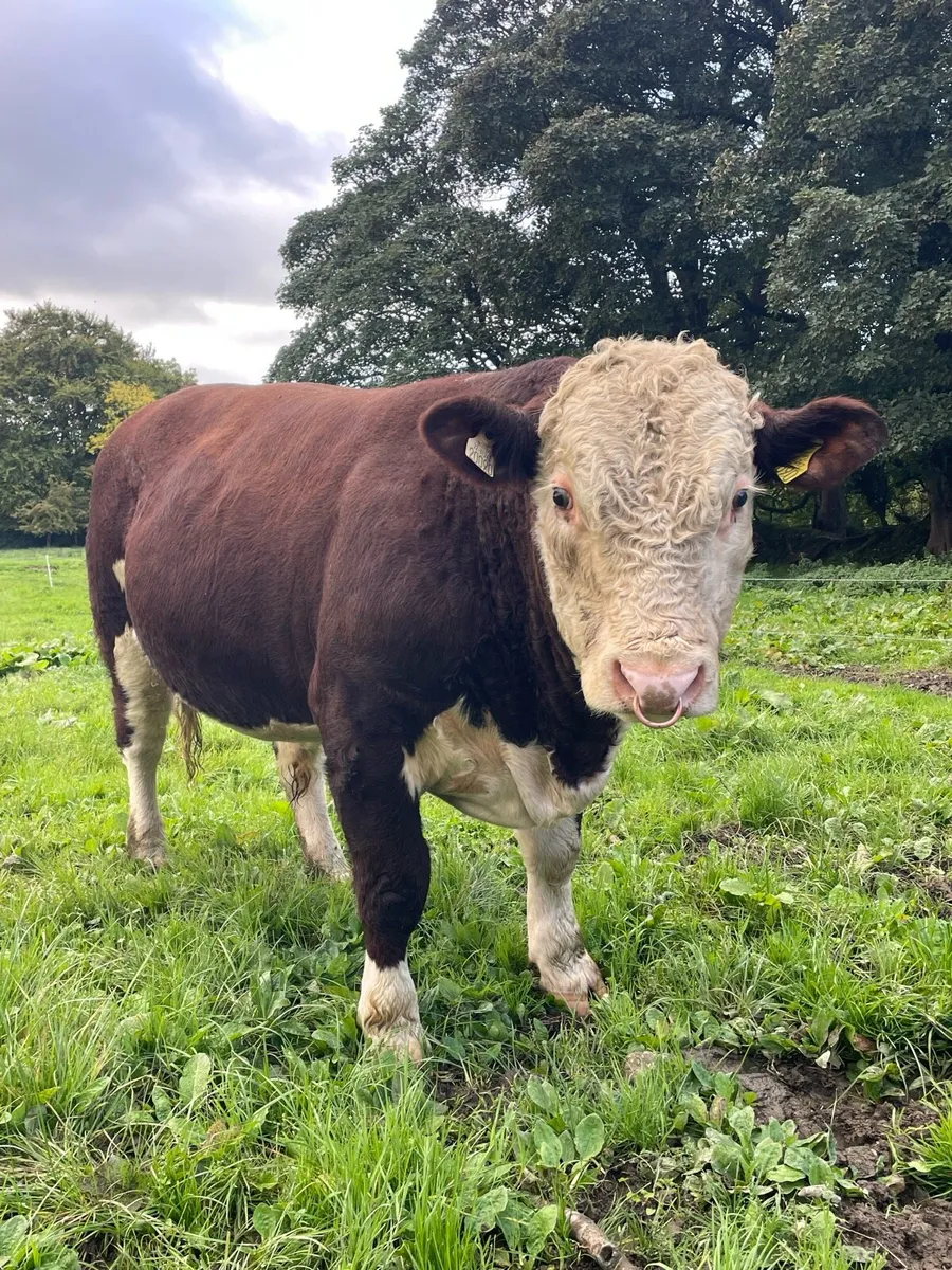 Hereford bulls - Image 1