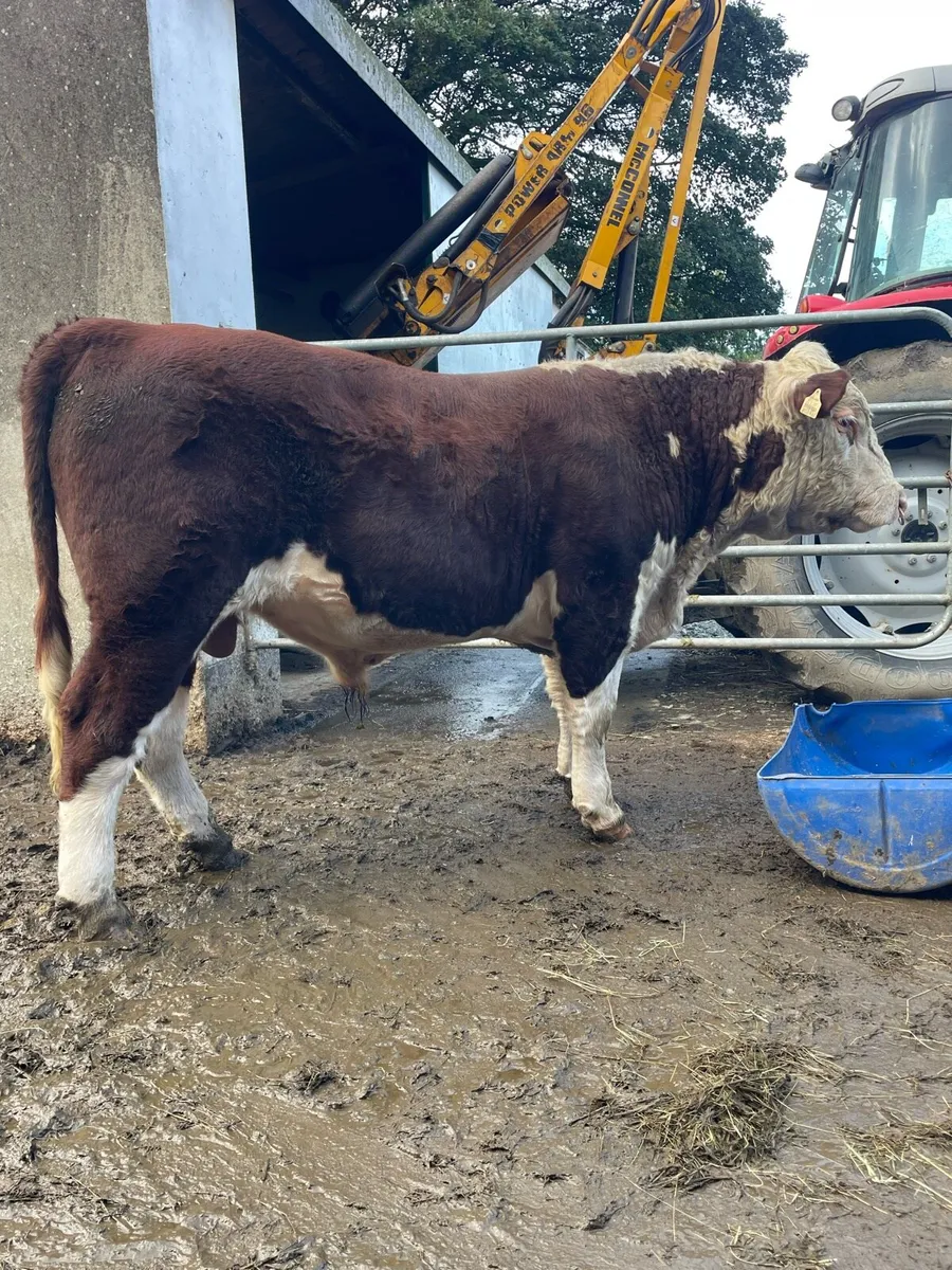 Hereford bulls - Image 2