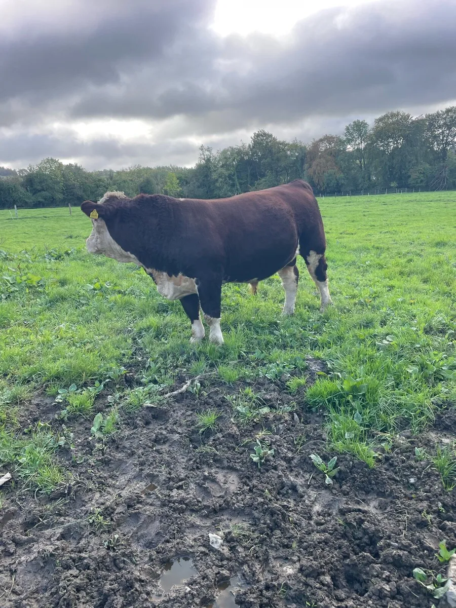 Hereford bulls - Image 3