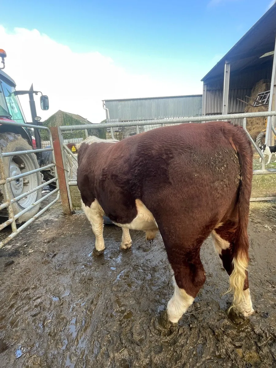 Hereford bulls - Image 4