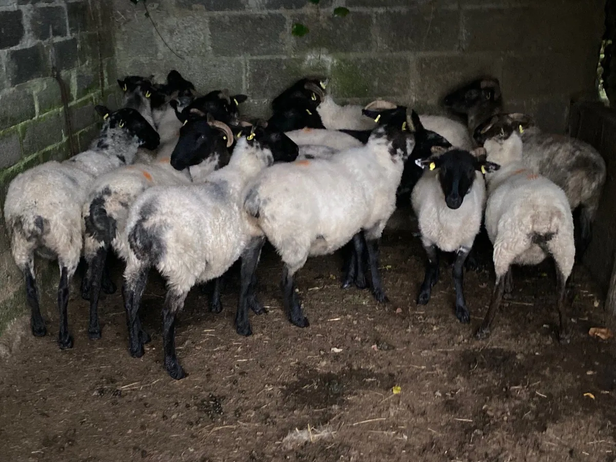 14 Super Hoggets - Image 3