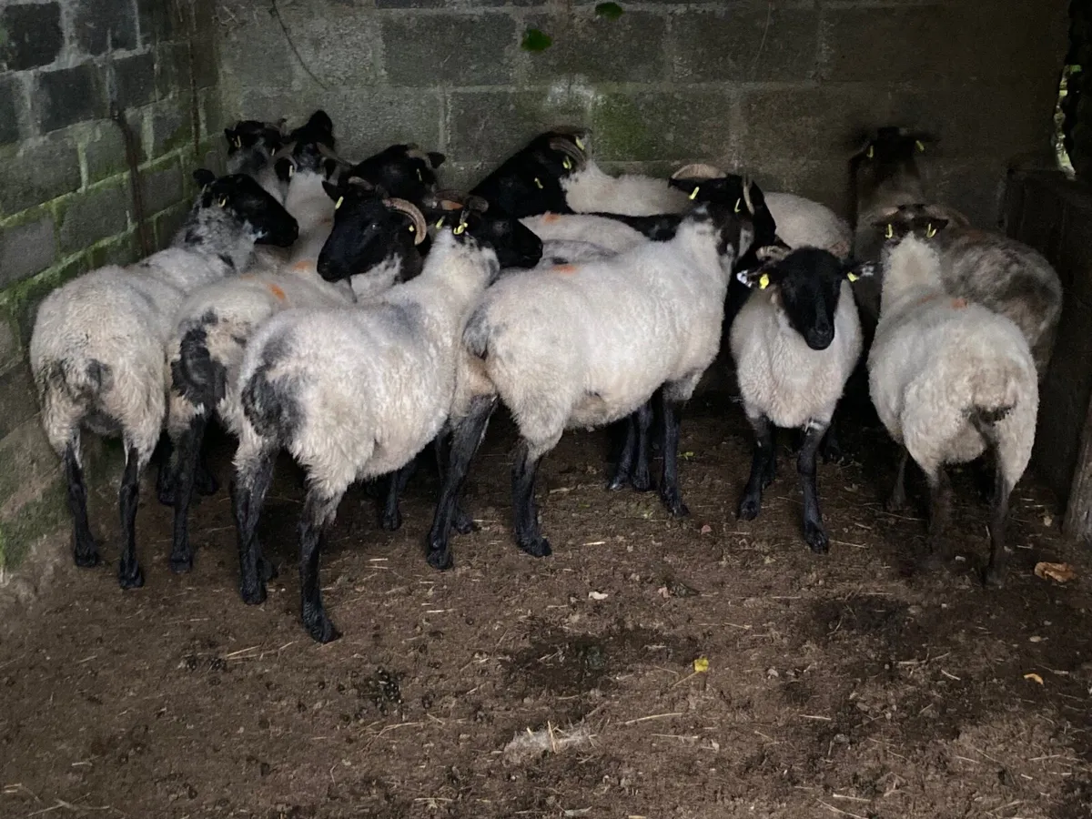14 Super Hoggets - Image 4