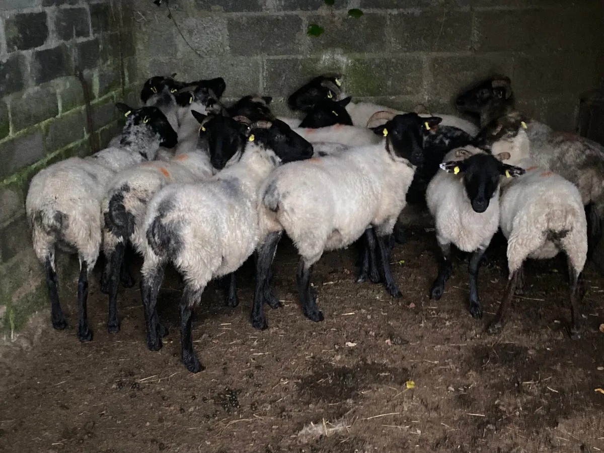 14 Super Hoggets - Image 1
