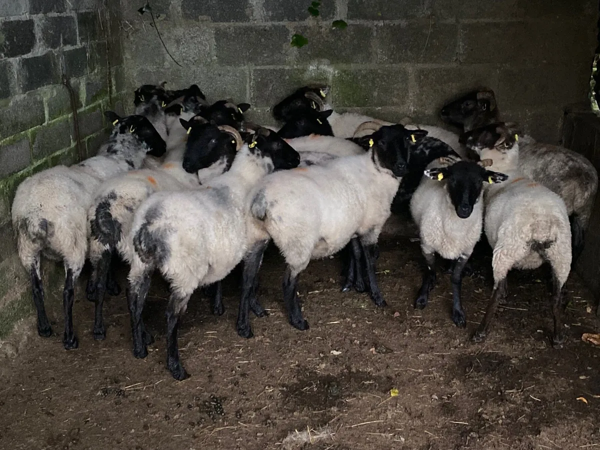 14 Super Hoggets - Image 2