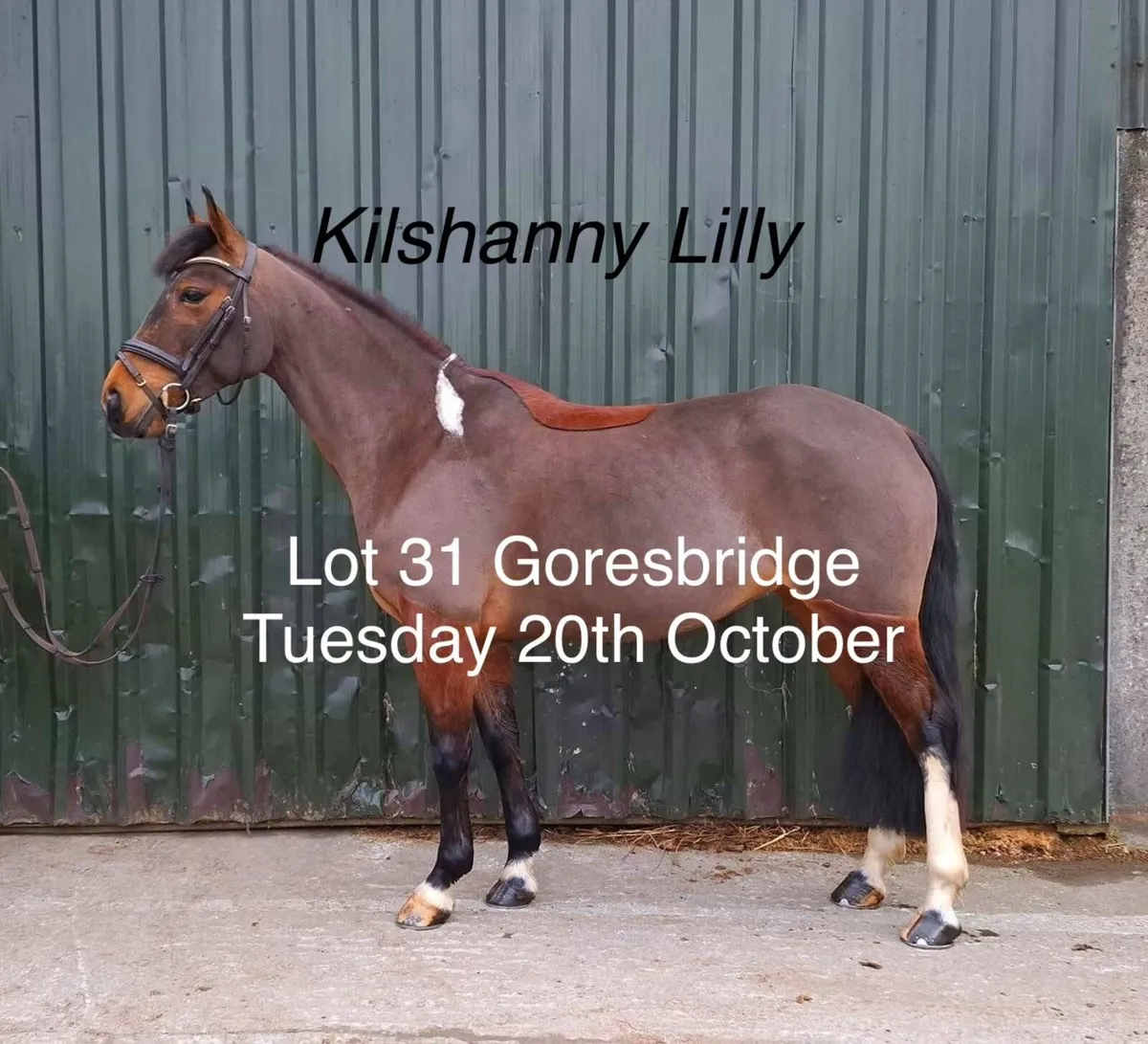 Lot 31 Goresbridge - Image 1