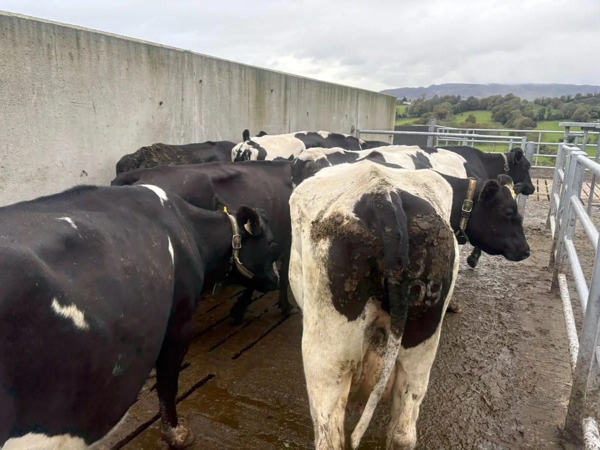 April calving in milk cows for sale - Image 4