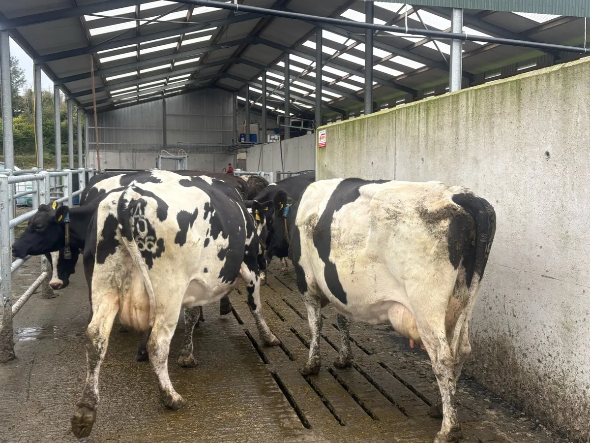 April calving in milk cows for sale - Image 1