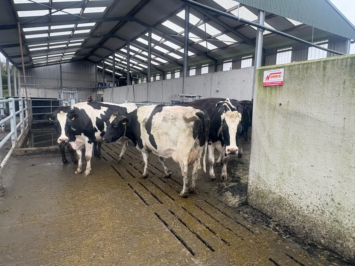 April calving in milk cows for sale - Image 2