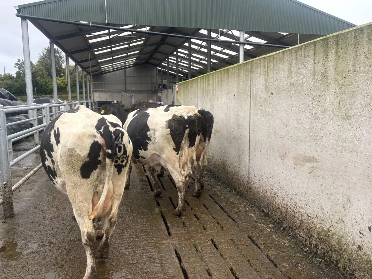 April calving in milk cows for sale - Image 3