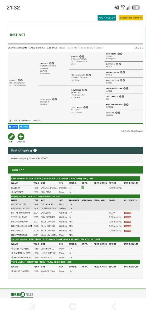 Billy Congo filly - Image 2