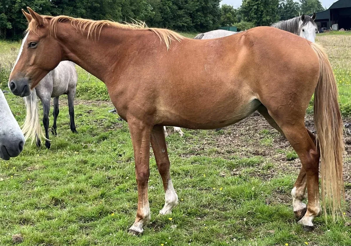 Billy Congo filly - Image 1