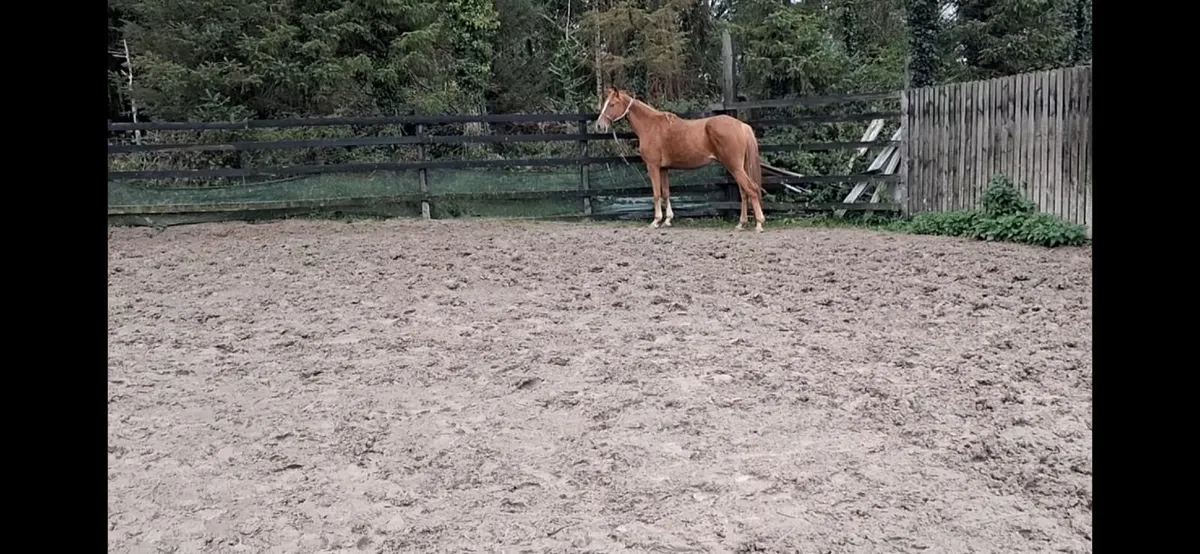 Billy Congo filly - Image 3