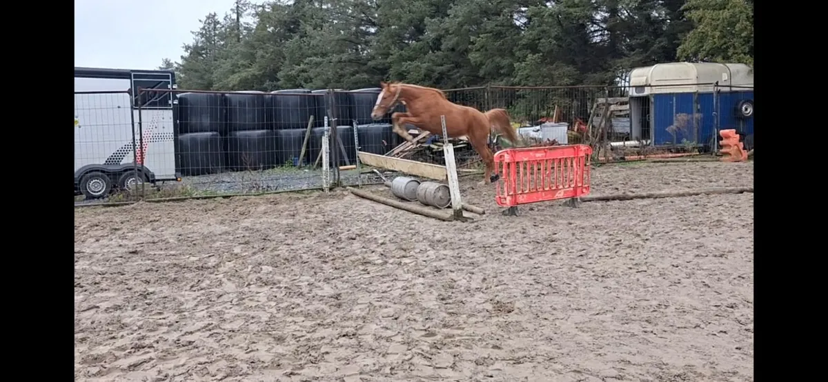Billy Congo filly - Image 4