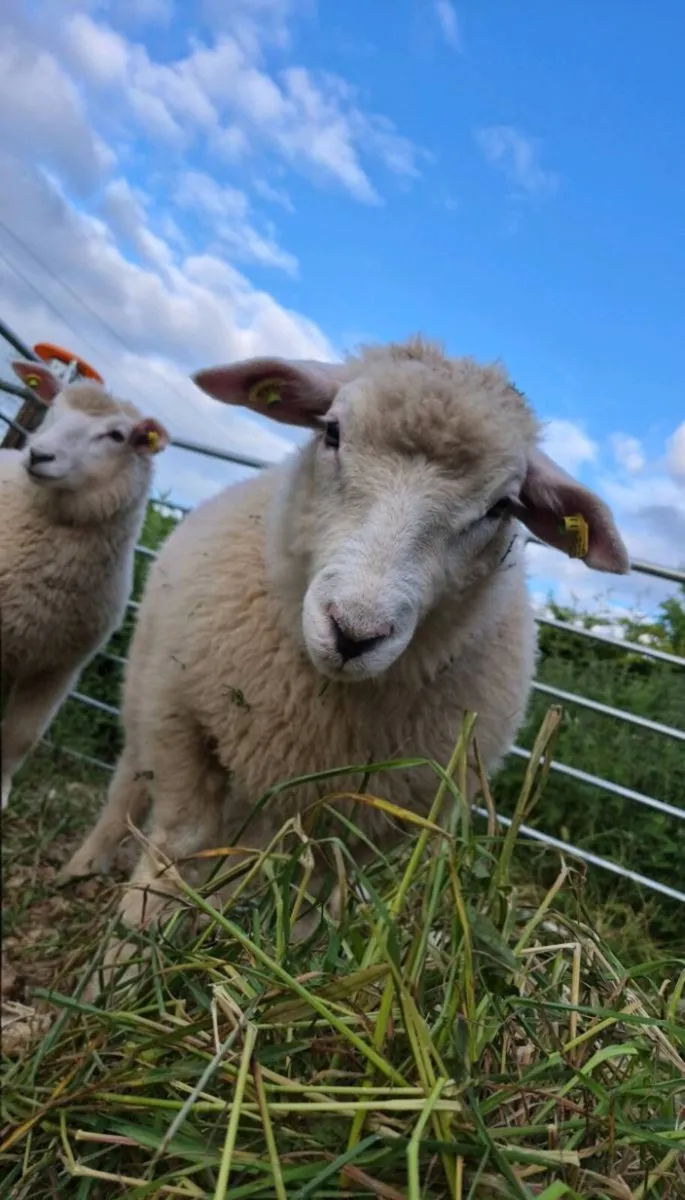 Purebred Registered Galway Ewe & Ram Lambs - Image 1