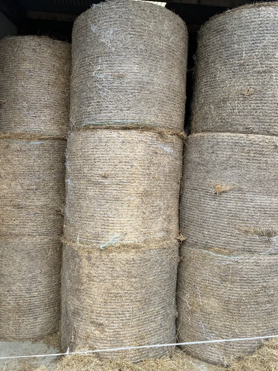 Hay - Image 2