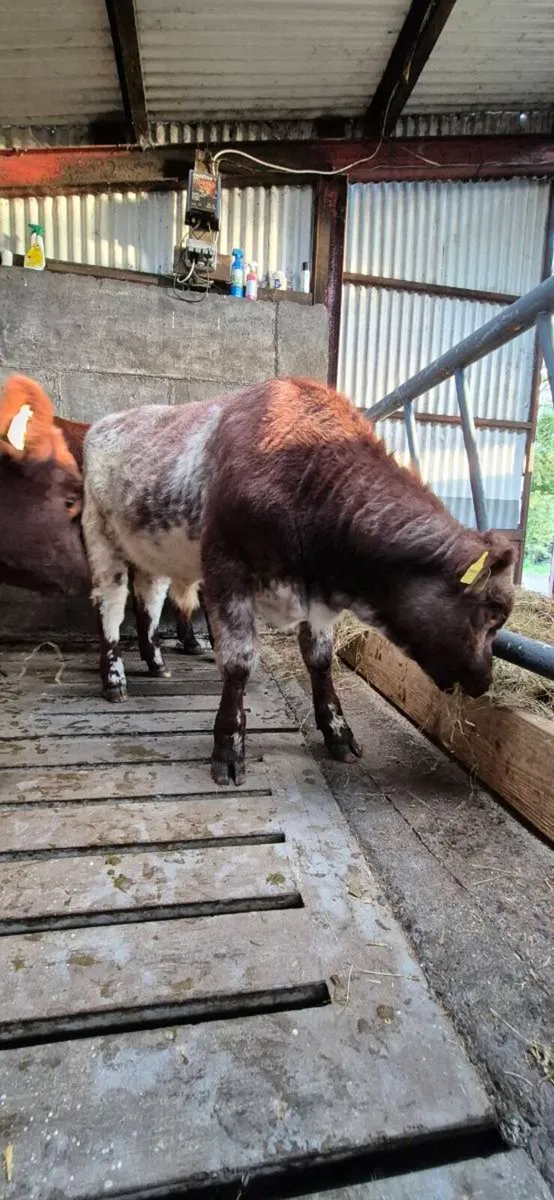 Purebred Shorthorn Bulls for Headford mart 23rdOct - Image 2