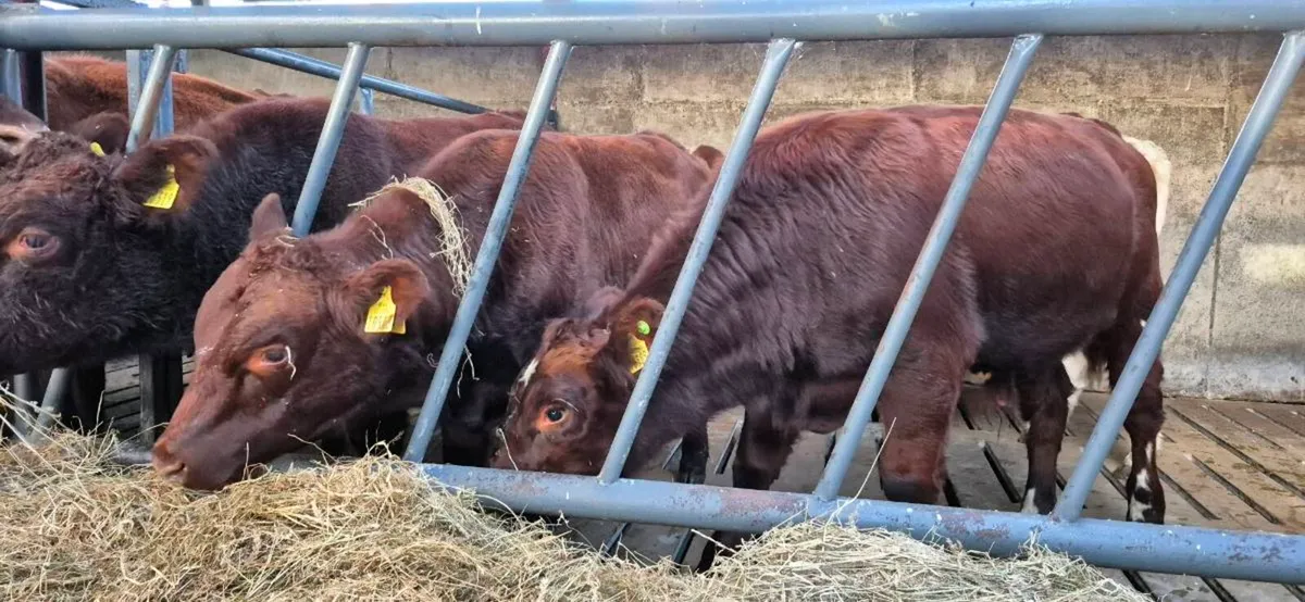 Purebred Shorthorn Bulls for Headford mart 23rdOct - Image 3