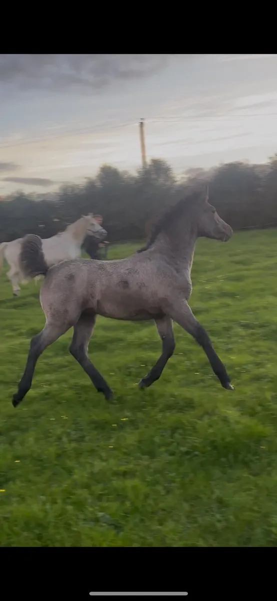 Connemara Filly Foal x Oisin Dam - Image 2