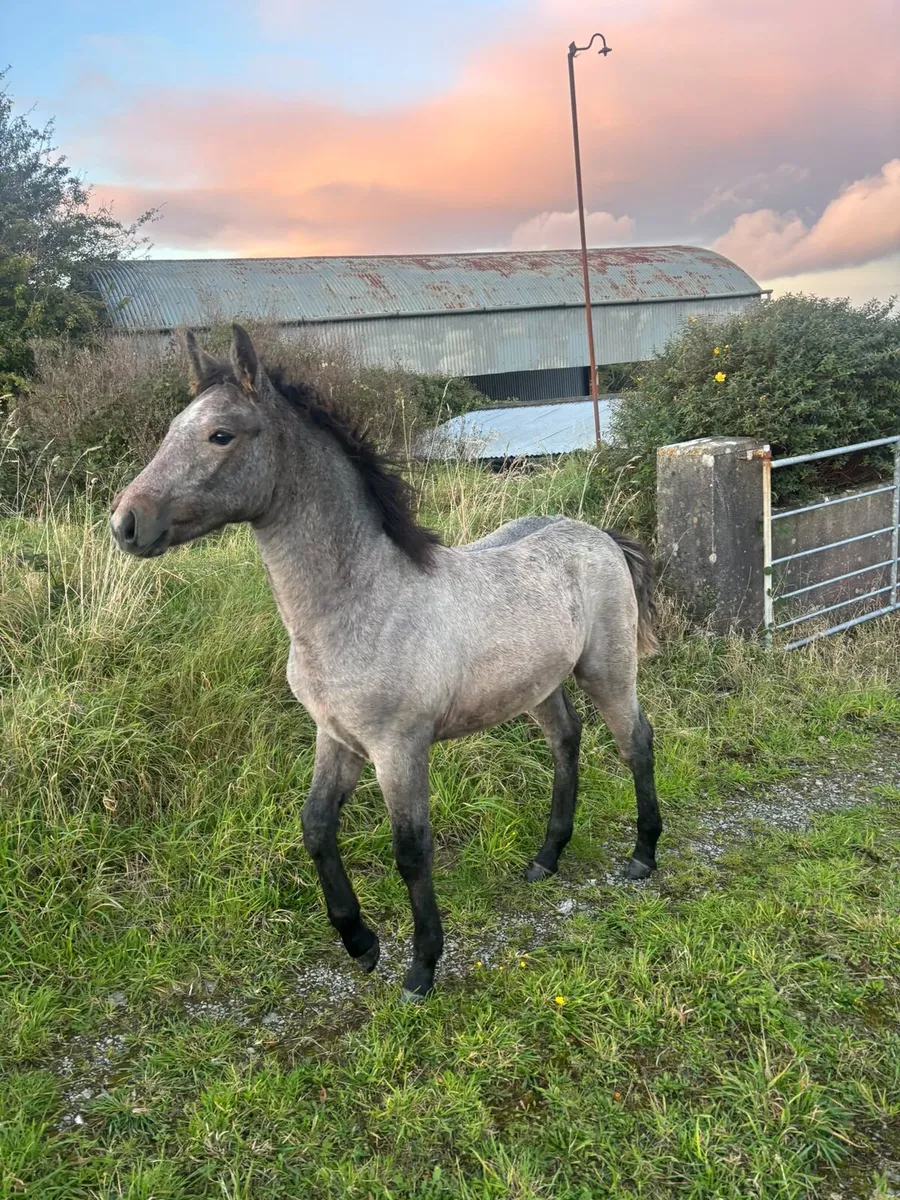 Connemara Filly Foal x Oisin Dam - Image 3