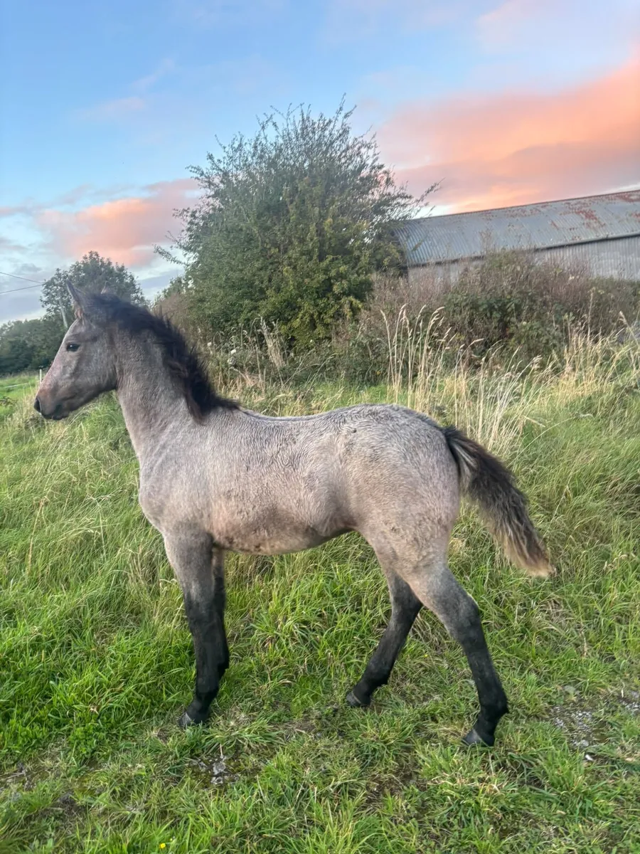 Connemara Filly Foal x Oisin Dam - Image 4