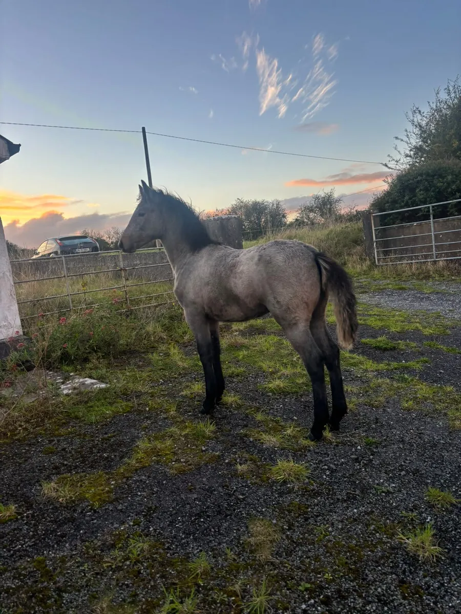 Connemara Filly Foal x Oisin Dam - Image 1