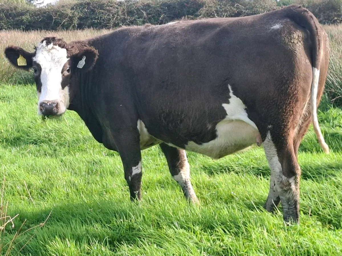 Suckler sale @Abbeyfeale Mart Friday 16th Oct - Image 3
