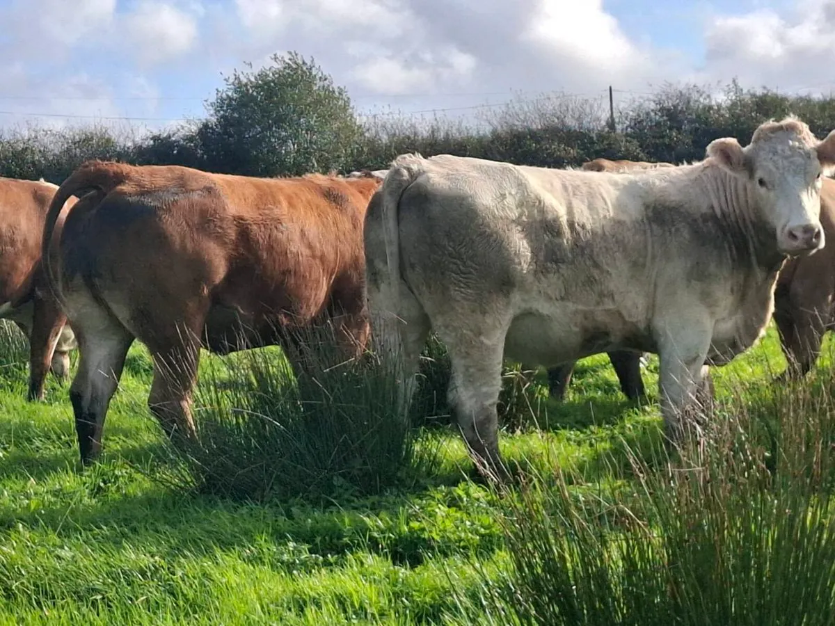 Suckler sale @Abbeyfeale Mart Friday 16th Oct - Image 4