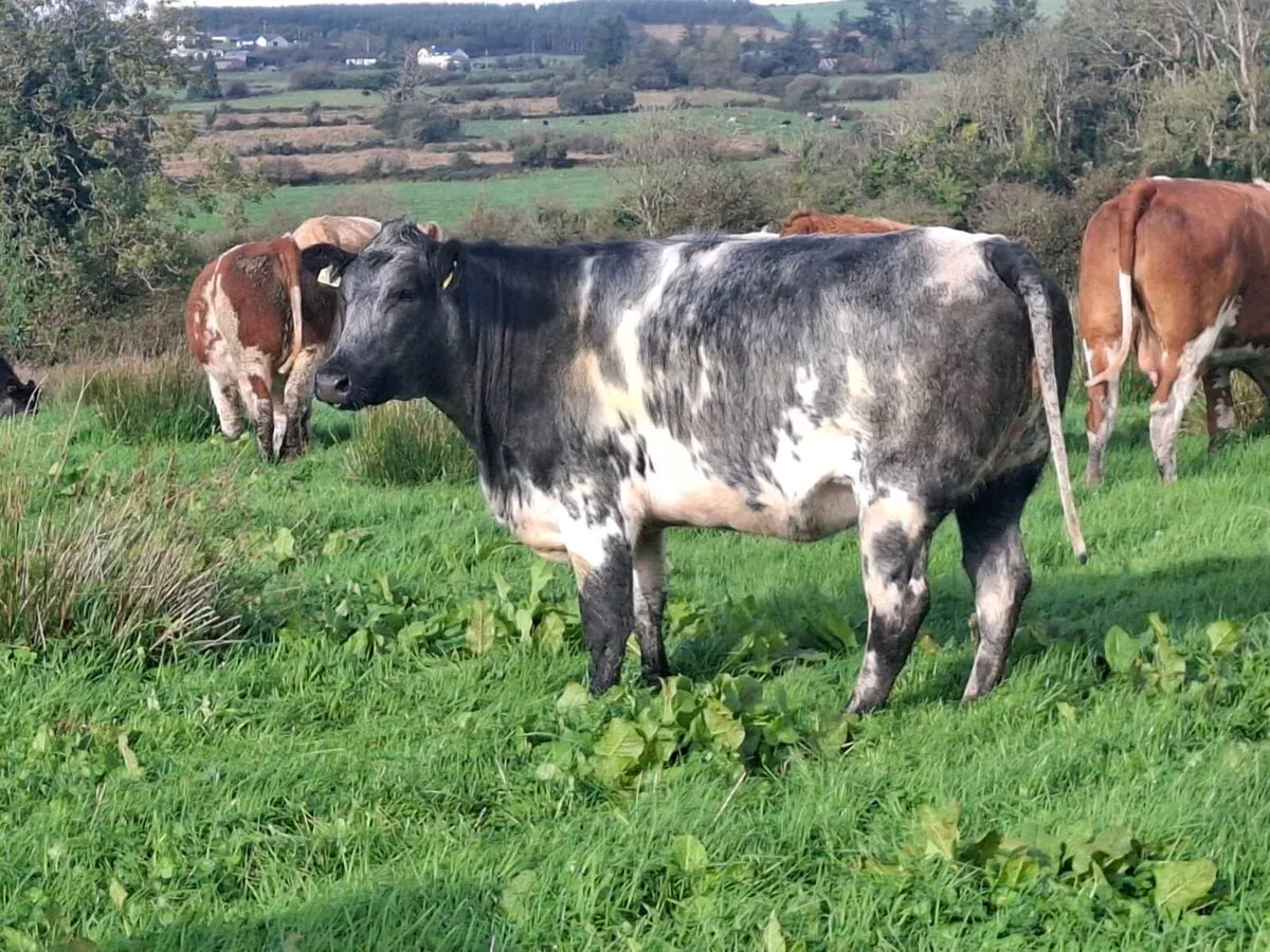 Suckler sale @Abbeyfeale Mart Friday 16th Oct - Image 1
