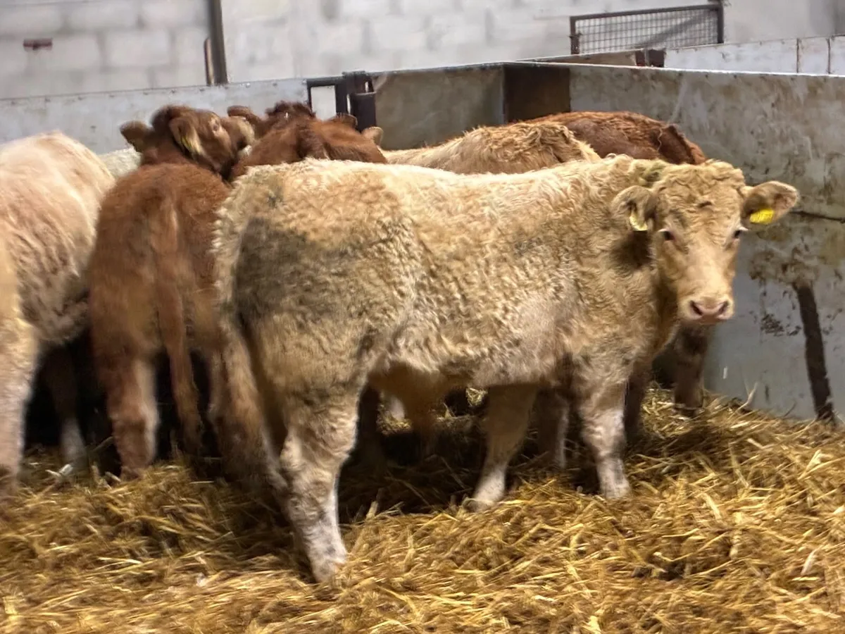 Super U Grade CH & LIM Bull Weanlings - Image 1