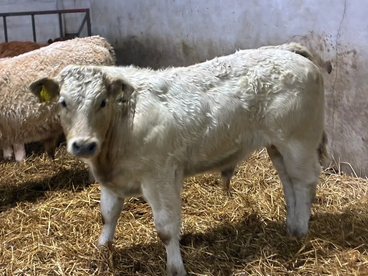 Super U Grade CH & LIM Bull Weanlings - Image 2