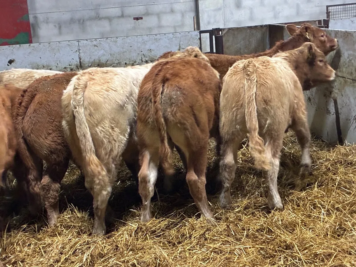 Super U Grade CH & LIM Bull Weanlings - Image 3