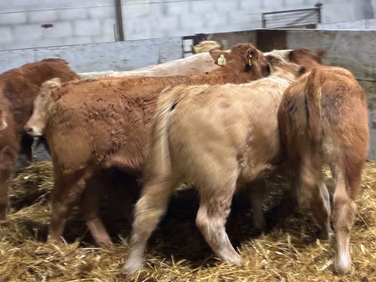 Super U Grade CH & LIM Bull Weanlings - Image 4