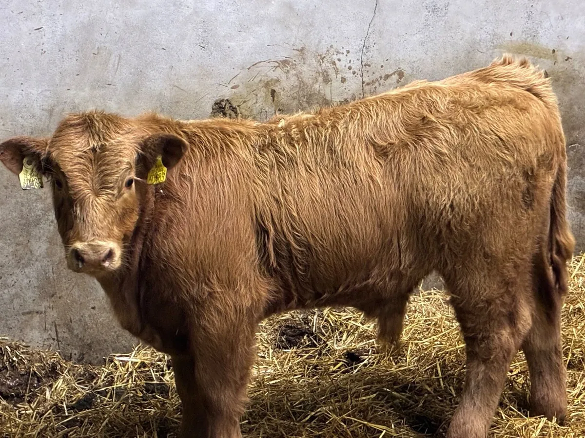 Smashing CH & LIM Bull Weanlings - Image 1