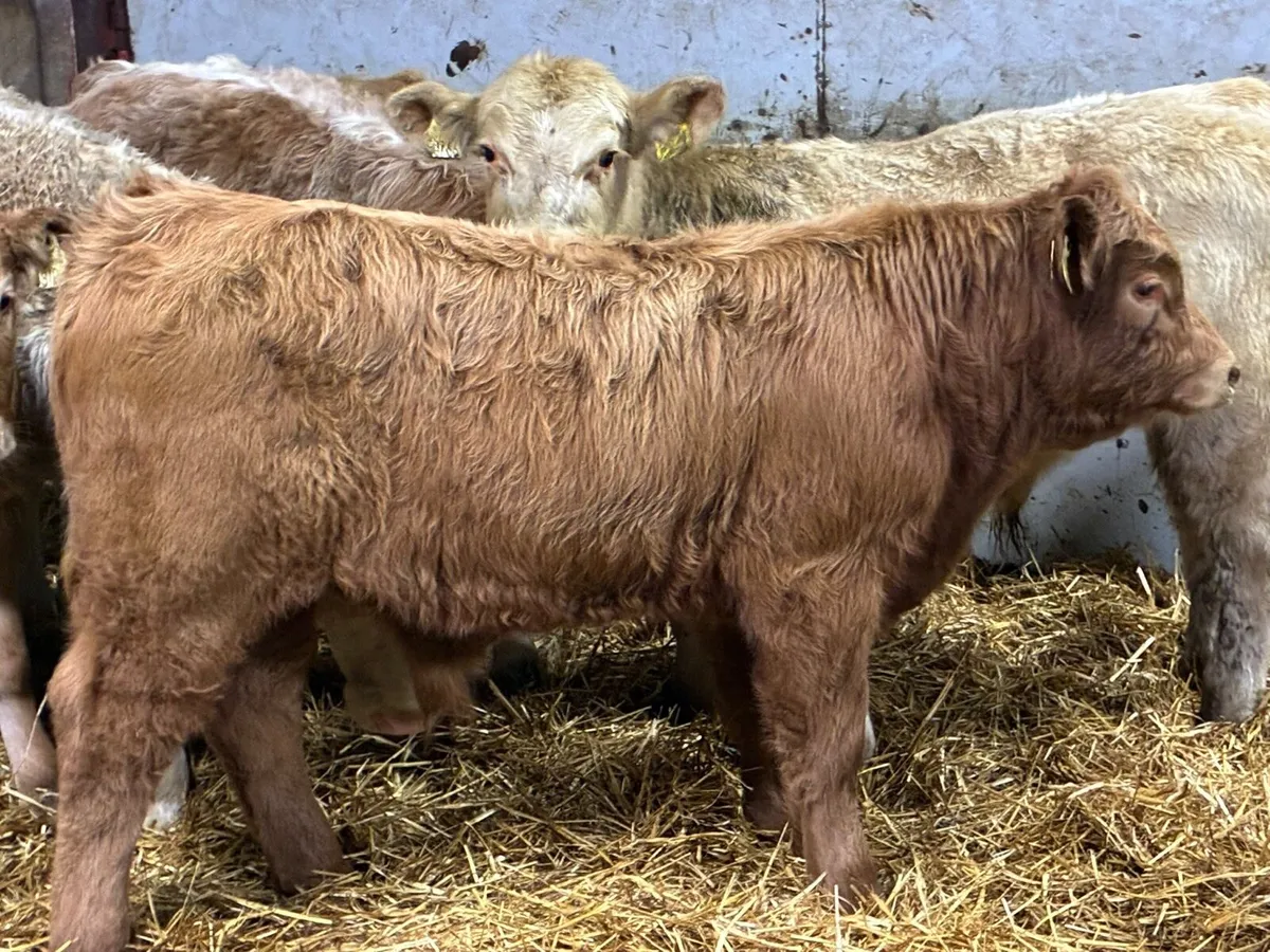 Smashing CH & LIM Bull Weanlings - Image 2