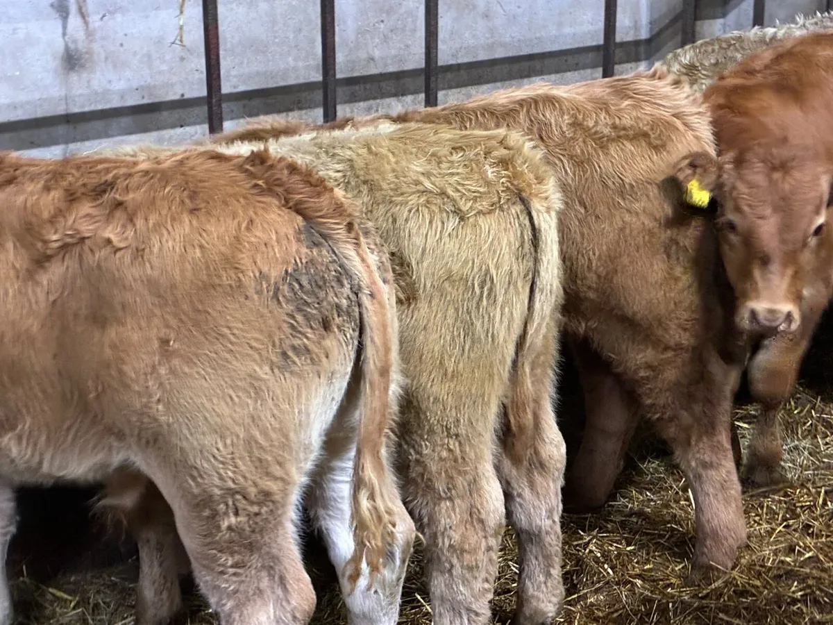 Smashing CH & LIM Bull Weanlings - Image 3