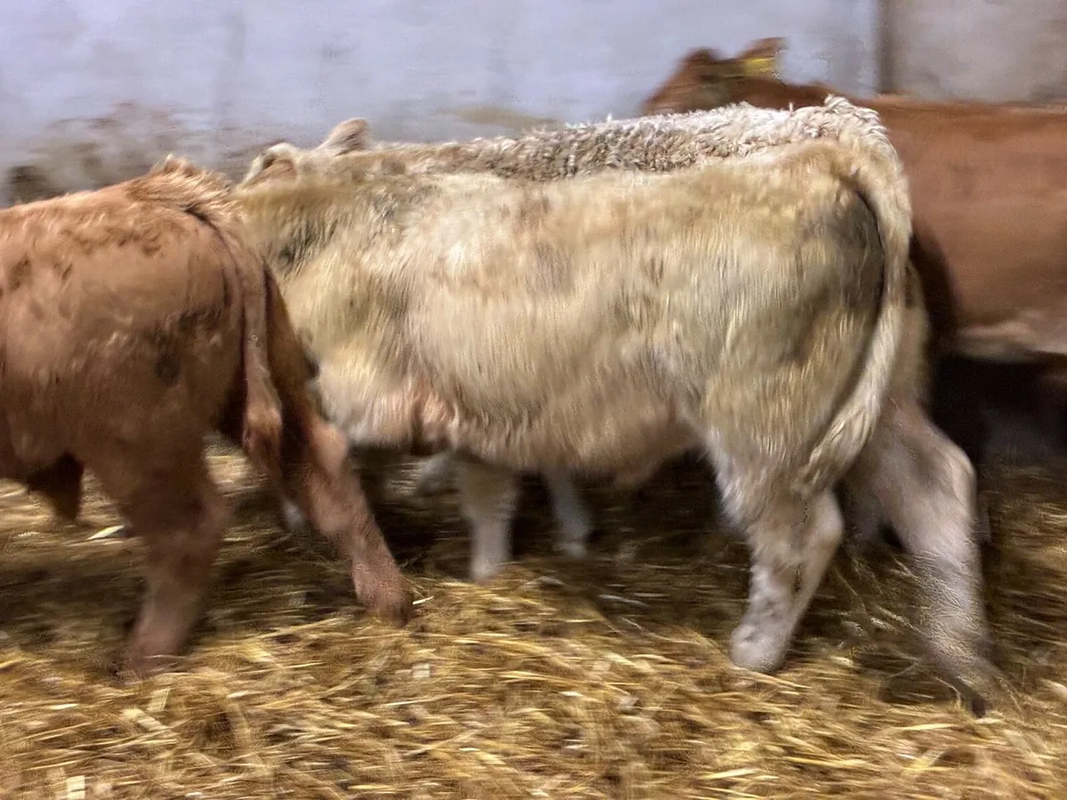 Smashing CH & LIM Bull Weanlings - Image 4