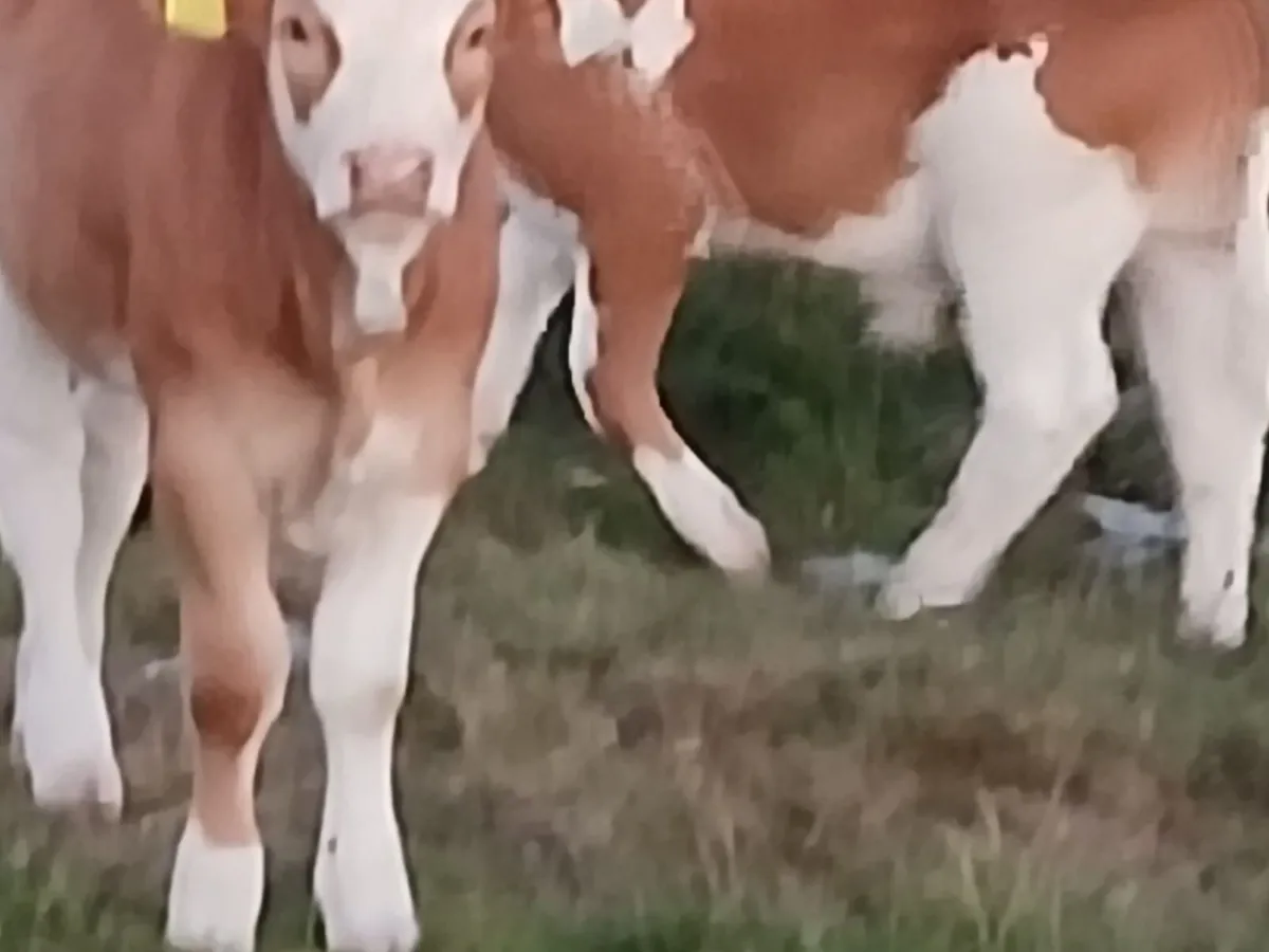 Pb reg.si 5*bull & 2pb cows& 2heifer calf 4 &5* - Image 3