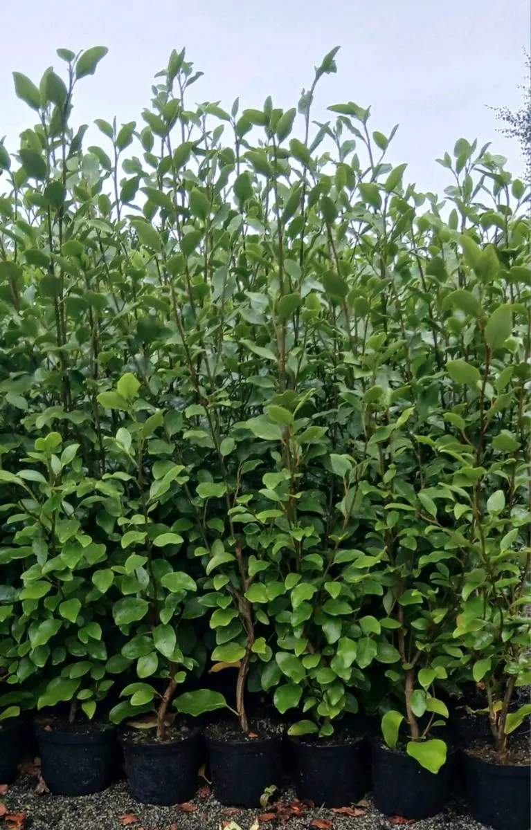 Griselina Hedging 3ft