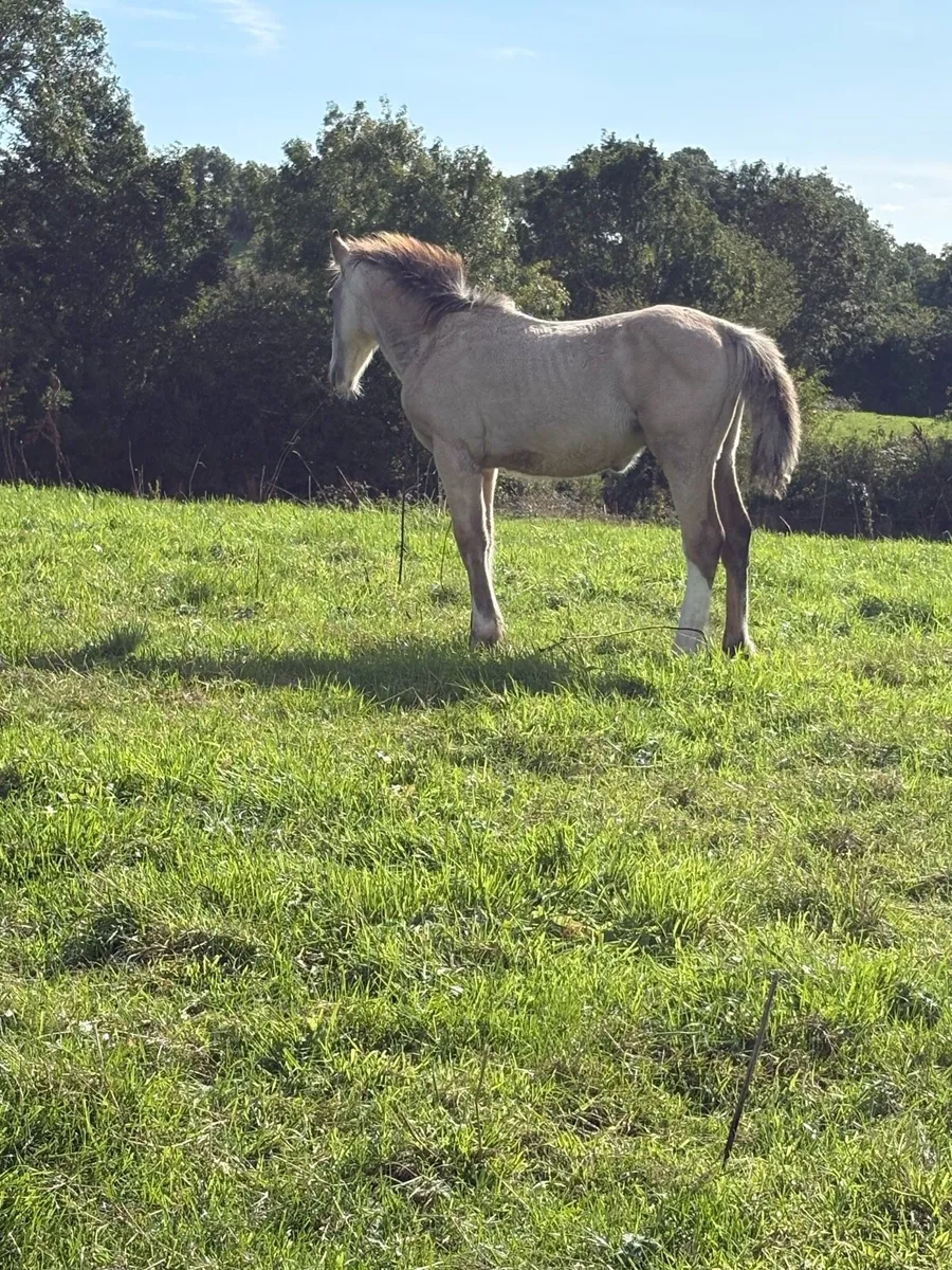 Mare & dun foal - Image 1