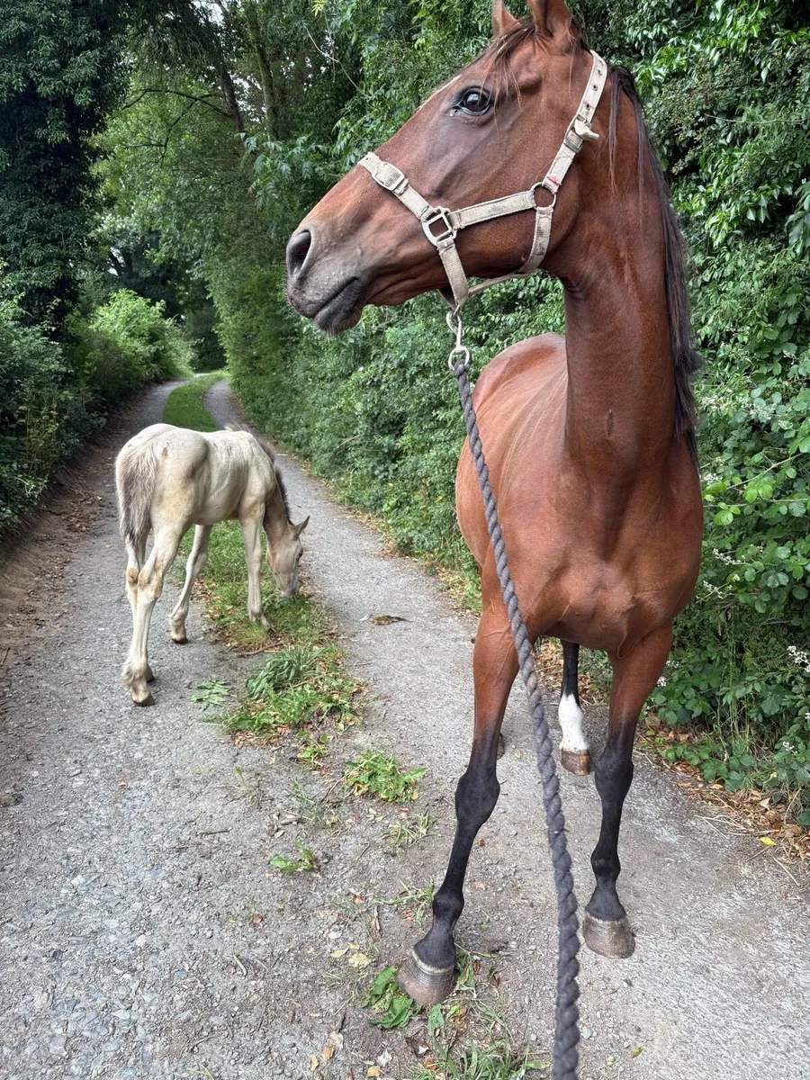 Mare & dun foal - Image 3