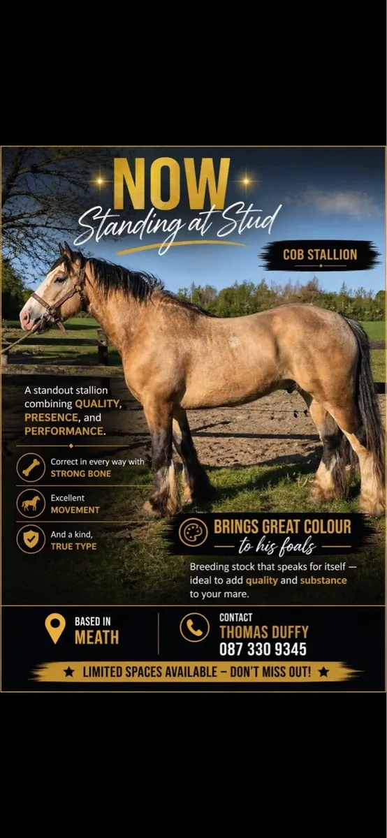 Mare & dun foal - Image 4